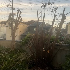 伐採木を無料で差し上げます。薪にどうですか？の画像