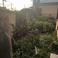 伐採木を無料で差し上げます。薪にどうですか？の画像