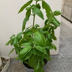 🪴バジル鉢植①の画像