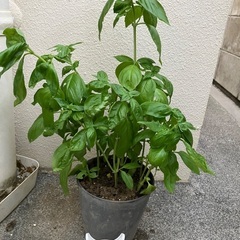 🪴バジル鉢植①の画像