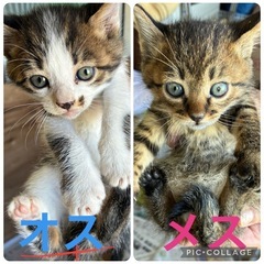 子猫　2ヶ月