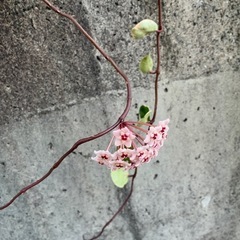 ☆サクララン☆花座付き☆斑入り☆人気品種☆ ホヤ カルノーサ リップカラー☆ハンギングがおすすめ☆ の画像