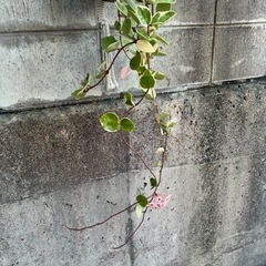 ☆サクララン☆花座付き☆斑入り☆人気品種☆ ホヤ カルノーサ リップカラー☆ハンギングがおすすめ☆ の画像