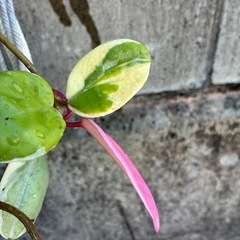 ☆サクララン☆花座付き☆斑入り☆人気品種☆ ホヤ カルノーサ リップカラー☆ハンギングがおすすめ☆ の画像