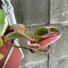 ☆サクララン☆花座付き☆斑入り☆人気品種☆ ホヤ カルノーサ リップカラー☆ハンギングがおすすめ☆ の画像