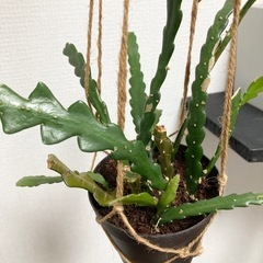 フィッシュボーンカクタス　
ジグザグカクタスの画像