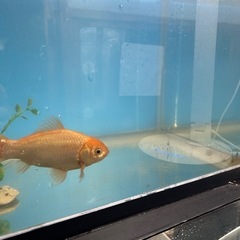 金魚の画像