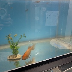 金魚の画像
