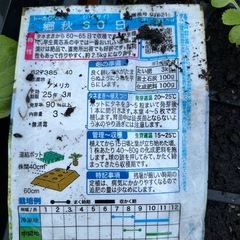 白菜の苗を売ります（10個300円）の画像