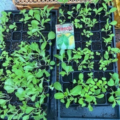 白菜の苗を売ります（10個300円）の画像