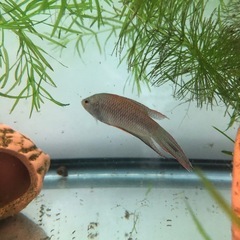 ブラック闘魚10匹　の画像