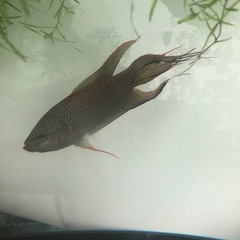 ブラック闘魚10匹　の画像