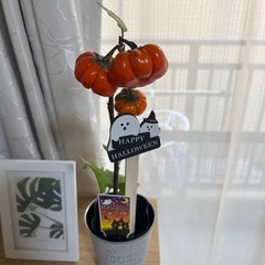 本日の取引き可能な方‼️②観葉植物ハロウィンにいかがですか❓🎃の画像