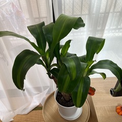 本日取引き可能な方‼️②観葉植物マッサン🪴の画像