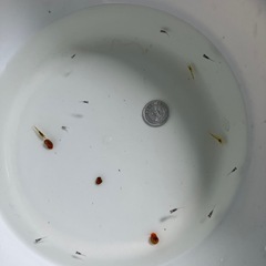 室内でメダカ飼育セット④の画像