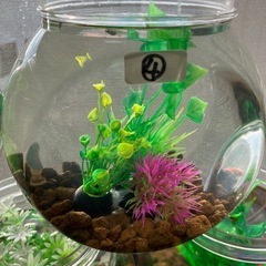 室内でメダカ飼育セット④の画像