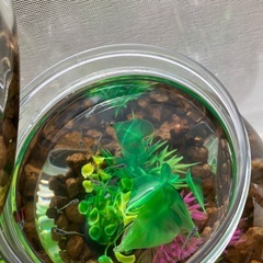 室内でメダカ飼育セット④の画像
