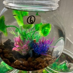 室内でメダカ飼育セット⑥の画像