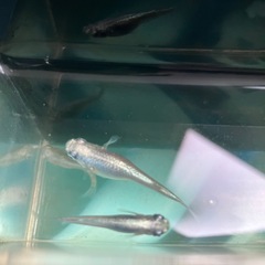 室内でメダカ飼育セット⑥の画像