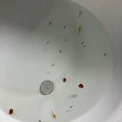 室内でメダカ飼育セット⑥の画像