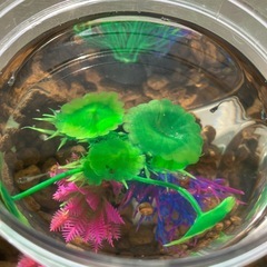 室内でメダカ飼育セット⑥の画像