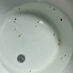 室内でメダカ飼育セット⑤の画像