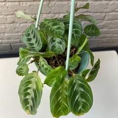 【観葉植物】マランタ•レウコネウラ•キャットマスターシュの画像