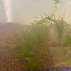 ☘️ミナミヌマエビ10匹と水草☘️の画像