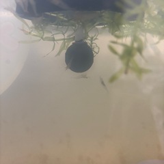☘️ミナミヌマエビ10匹と水草☘️の画像