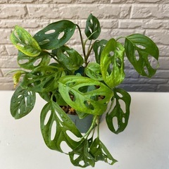 【観葉植物】つる性マドカズラ(モンステラ•オブリクア•エクスピラータ)の画像