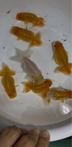 らんちゅう上物