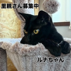 控えめで甘えん坊、仮名ルナちゃんの里親さん募集です。