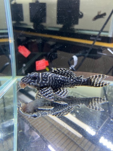 キンペコ第一エースペア、第三エースペア＋3匹