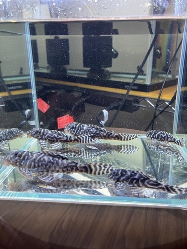 キンペコ第一エースペア、第三エースペア＋3匹 キンペコ第一エースペア、第三エースペア＋3匹