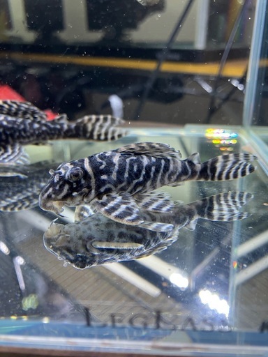 キンペコ第一エースペア、第三エースペア＋3匹