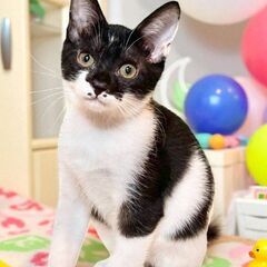 10月12日(日)🩷三鷹で猫の譲渡会🩷黒白の女の子　生後2ヶ月半...