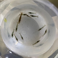 ミナミヌマエビ12匹(10匹+おまけ2匹)の画像