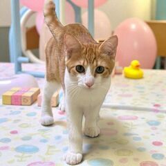 10月12日(日)🩷三鷹で猫の譲渡会🩷茶白の男の子　生後6ヶ月　...