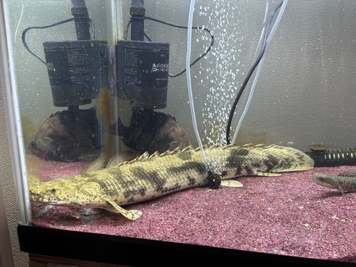 ポリプテルス エンドリケリー ワイルド 55cm