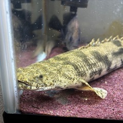 エンドリケリー ワイルド 55cmの画像