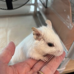 デグー メス ホワイト