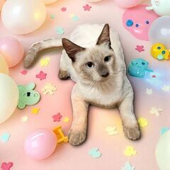 10月12日(日)🩷三鷹で猫の譲渡会🩷シャム系の女の子　生後6ヶ...