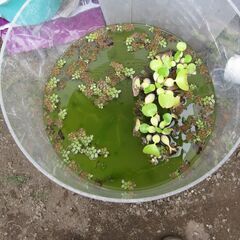 水槽　1式　メダカ　金魚飼育　無料ですの画像