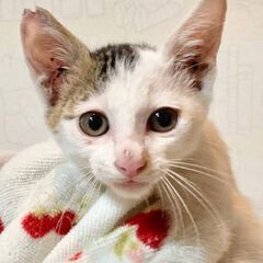 10月12日(日)🩷三鷹で猫の譲渡会🩷キジ白の男の子　生後３ヶ月...