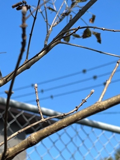 アオダモ　株立ち　
