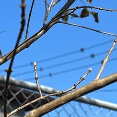アオダモ　株立ち　
の画像