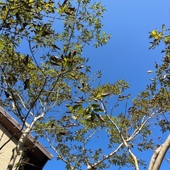 アオダモ　株立ち　
の画像
