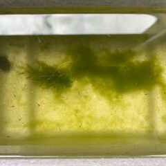 メダカMIX　30匹の画像