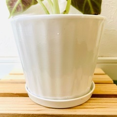 アロカシア　ブラックベルベット　観葉植物　鉢植え　そのまま飾れる　無機質の土の画像
