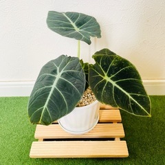 アロカシア　ブラックベルベット　観葉植物　鉢植え　そのまま飾れる　無機質の土の画像